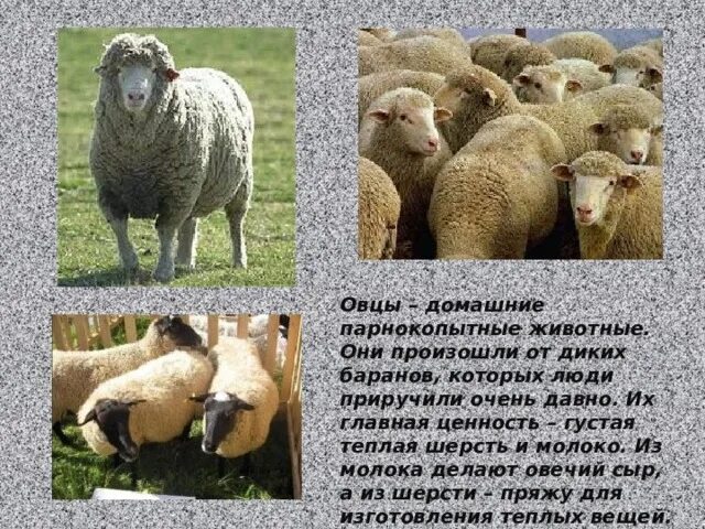 Проект про животных 4 класс про овцу Презентация "Овца" (3 класс) по окружающему миру скачать проект