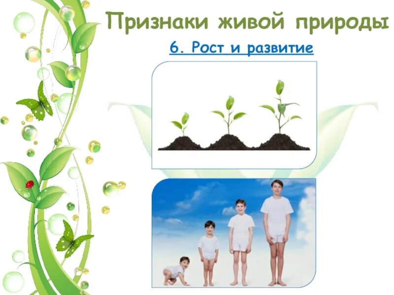 Как развитие организма зависит от роста. Признаки живого рост и развитие. признак живой природы рост. признаки живых организмов рост и развитие. признаки живого растения.