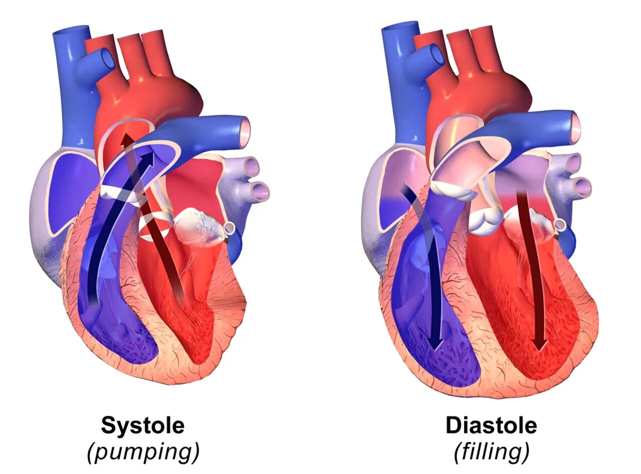 Сокращение сердца. Diastolic Blood Pressure. Сокращение сердца диастола. Систола предсердий давление. Систола левого предсердия