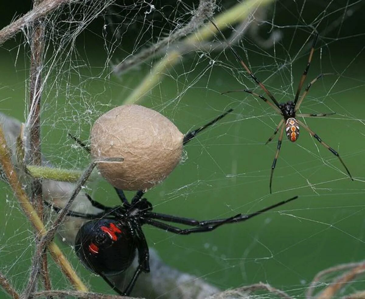 У какого паука черная паутина. Каракурт паук. Паук черная вдова Каракурт. Каракурт паук кокон. Чёрная вдова паук самец и самка.