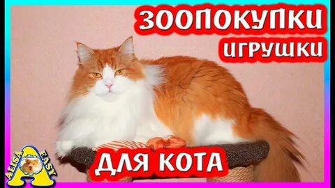Васи алиса