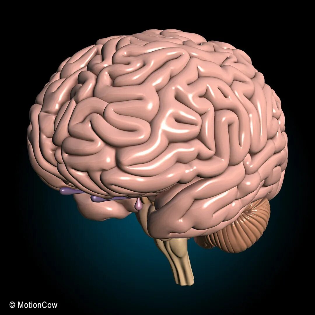 7 3 brain. Головной мозг. Головной мозг человека 3д.