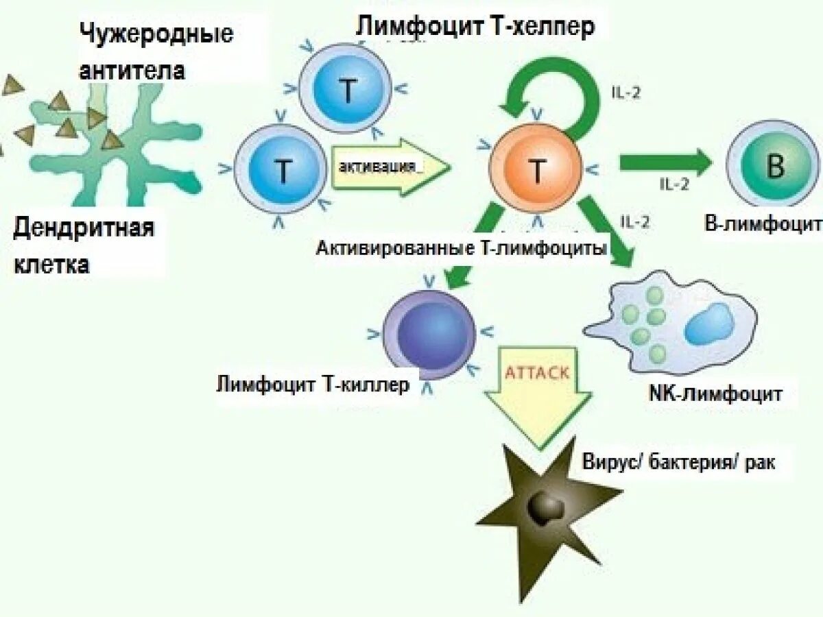 Активация иммунного ответа. Клетки иммунной системы т-киллеры. Т хелперы 1 иммунный ответ. Схема иммунного ответа для детей. Т хелперы в клеточном иммунитете.