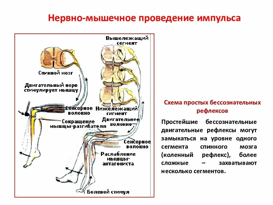 Схема двигательного акта нервной системы. Функциональная анатомия нервной системы. Схема двигательных импульсов. Схема двигательного акта неврология.
