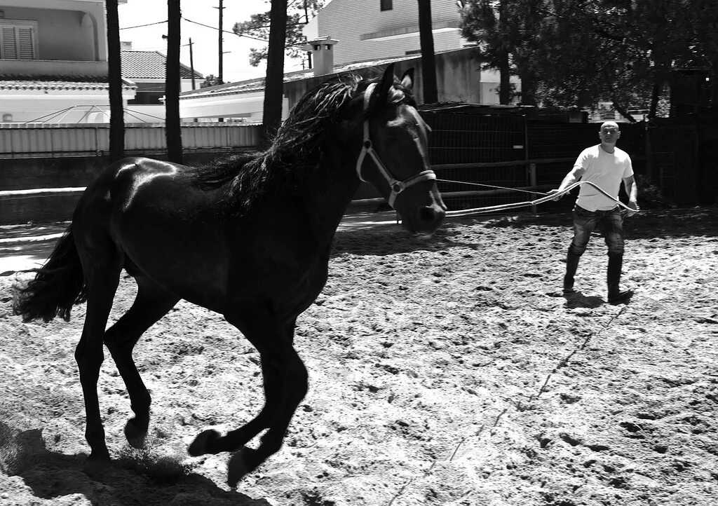 Черная и белая лошадь вместе. Девушка в свадебном платье на черной лошади. Черная лошади половина в воде. Книга черный конь