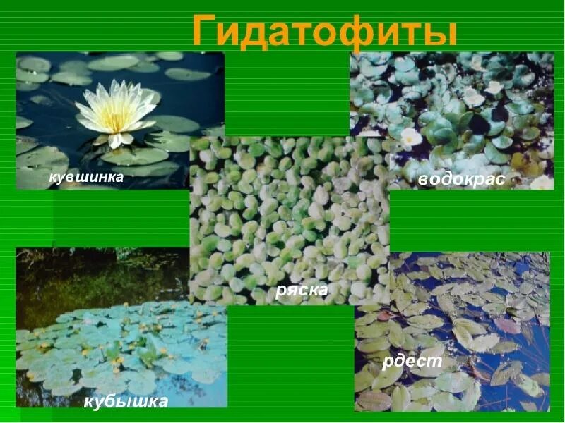 Гидатофит элодея. Гидатофиты приспособления к воде. гидрофиты и гидатофиты. растения гидатофиты. признаки водных растений.