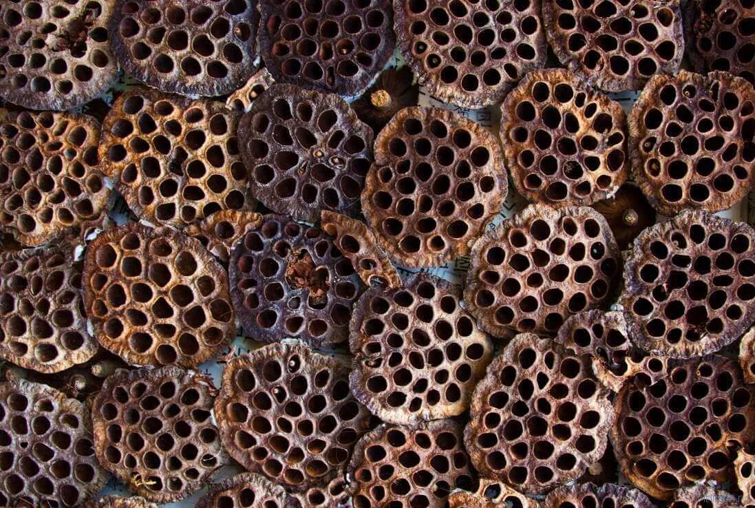 Трипофобия пчелиные соты. Несколько отверстий. Трипофобия лотос желуди. Несколько отверстий. Трипофобия лотос трипофобия.