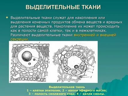 Защитные секреторные функции выполняют какие ткани