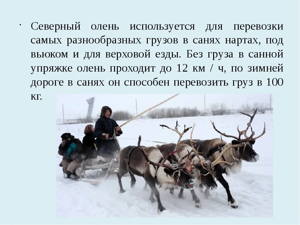 Северный олень тундры сообщение 4. Оленеводство 4 класс окружающий мир. северный олень тундры 4 класс окружающий мир. северный олень проект. оленеводство сообщение.