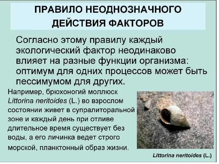 Закон неоднозначного действия. Закономерности действия экологических факторов. Взаимодействие факторов среды. Закон торжества примеры. Закон заключенного третьего.