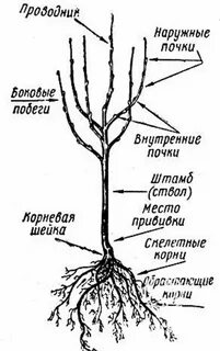 Строение плодового