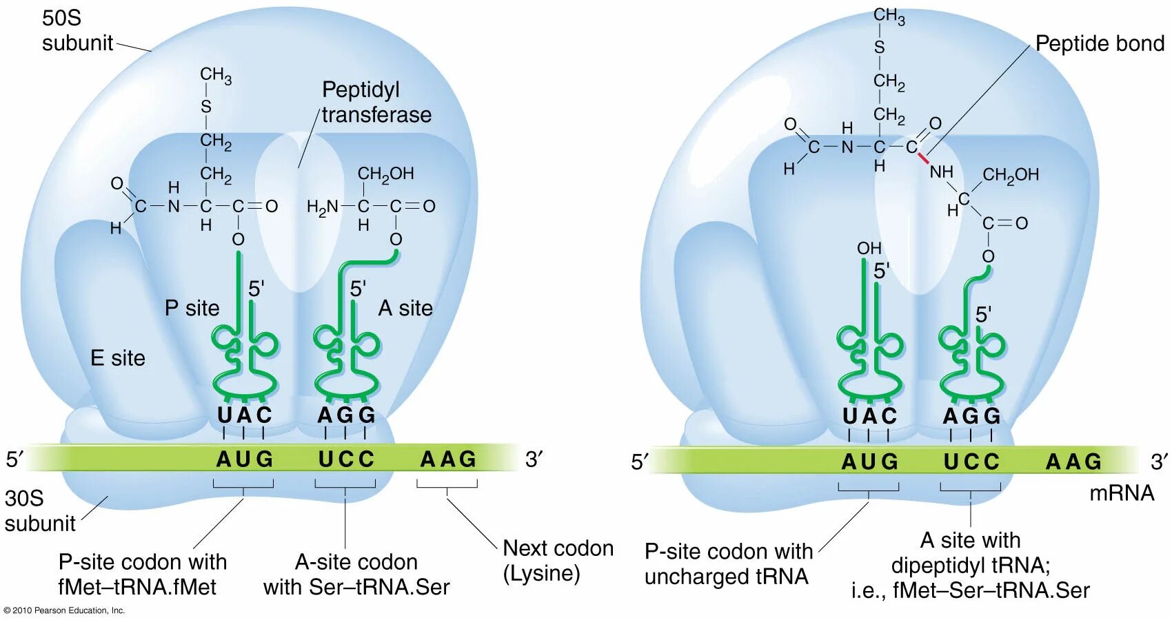 Пептидил трансфераза. Peptide Bond formation mechanism. Пептидилтрансфераза центр. Пептидилтрансфераза функция.