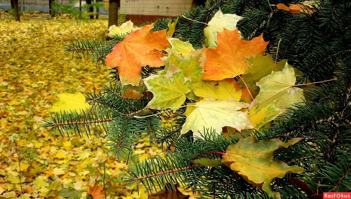 Осенняя листва под ногами. Листья ложатся ковром. Трофимов осенний ковер. Осенняя поляна. Разноцветные листья.