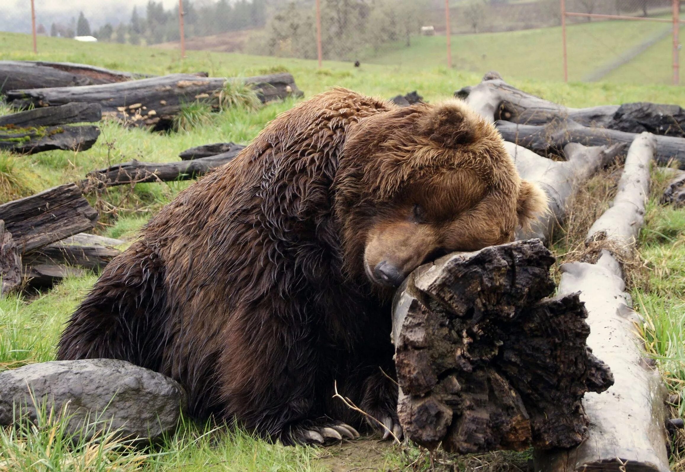 Уставший медведь. Медведь устал. Спящий медведь. Уставший Медвежонок.