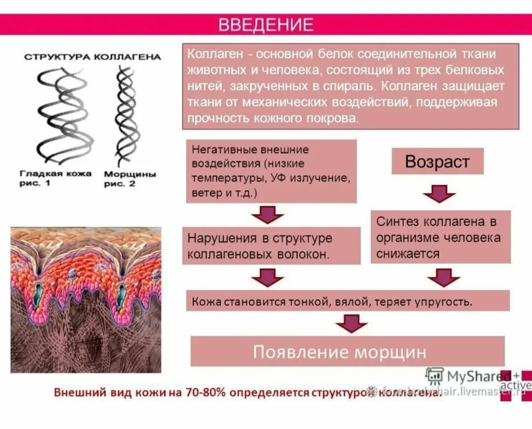 Введение коллаген. Коллаген основной белок соединительной ткани. Соединительная ткань коллаген и эластин. Коллаген в соединительной ткани. Роль коллагена в соединительной ткани.