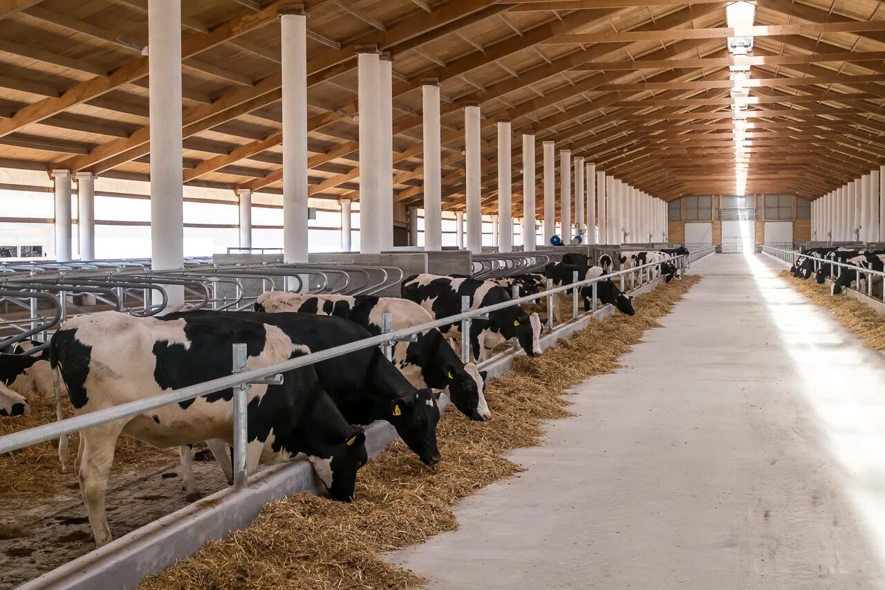 молочная промышленность. животноводческий комплекс зао сибирь-1. крс коноваловка животноводческий комплекс. усть-лабинский животноводческий комплекс. завод животноводство.