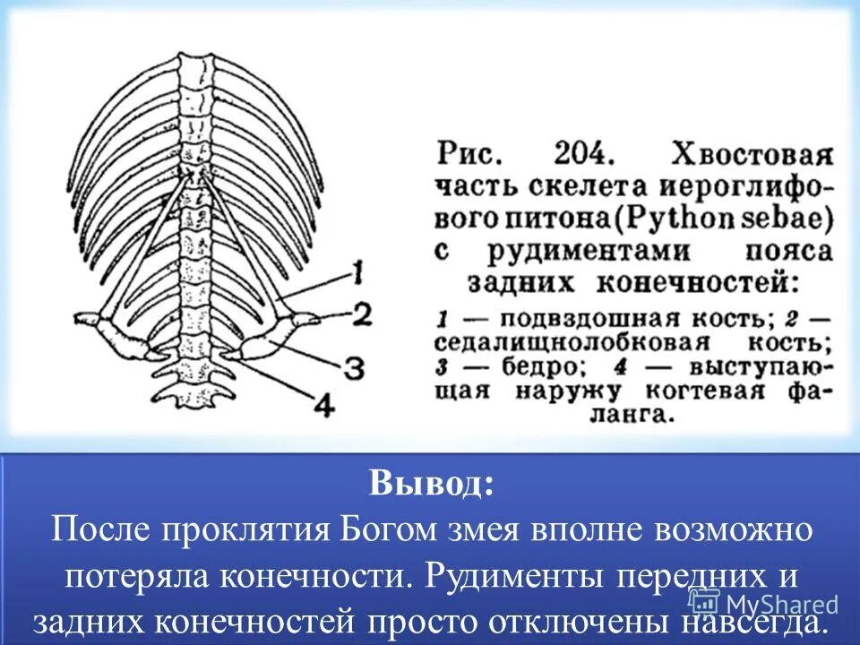 Задние конечности питона. Рудименты задних конечностей у питона. Змей с тазовой костью. Рудименты конечностей у змей. Рудиментарные задние конечности питона.