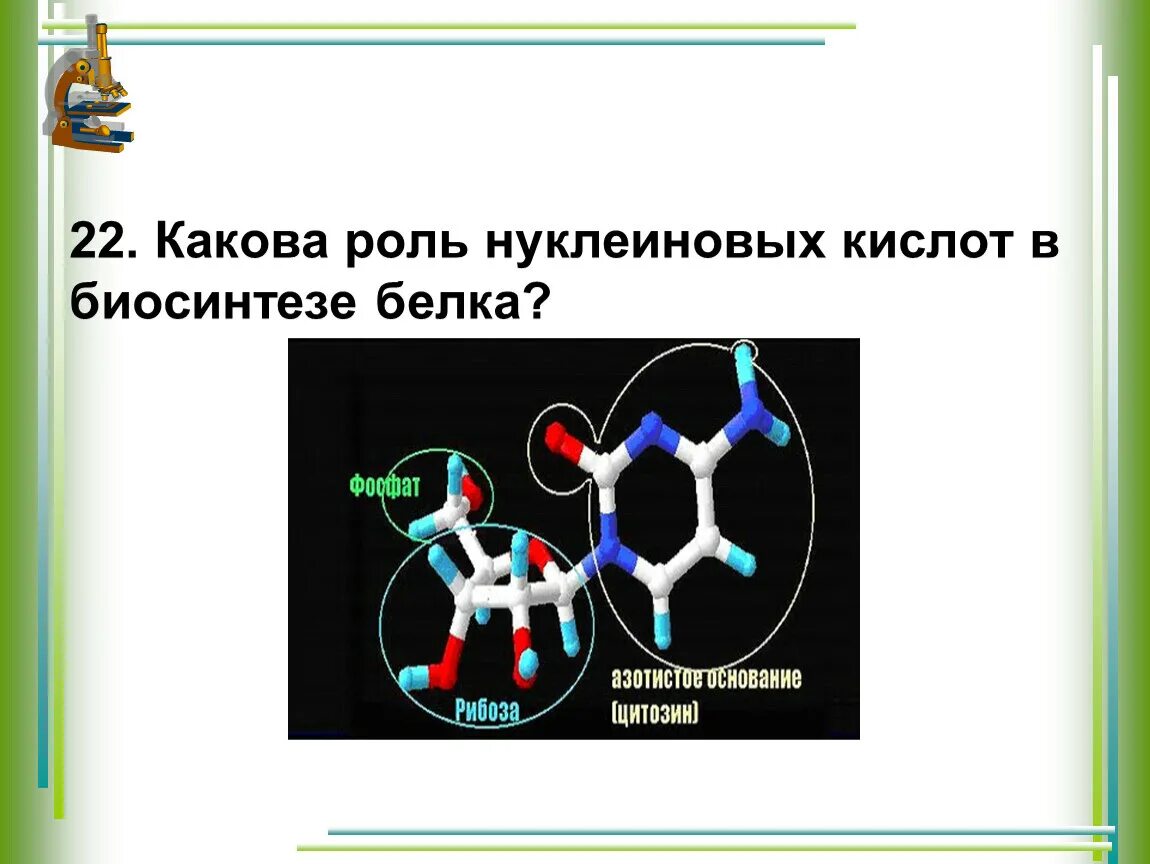 Роль нуклеиновых кислот в синтезе белка. Роль нуклеиновых кислот в биосинтезе белка. Роль нуклеиновых кислот.