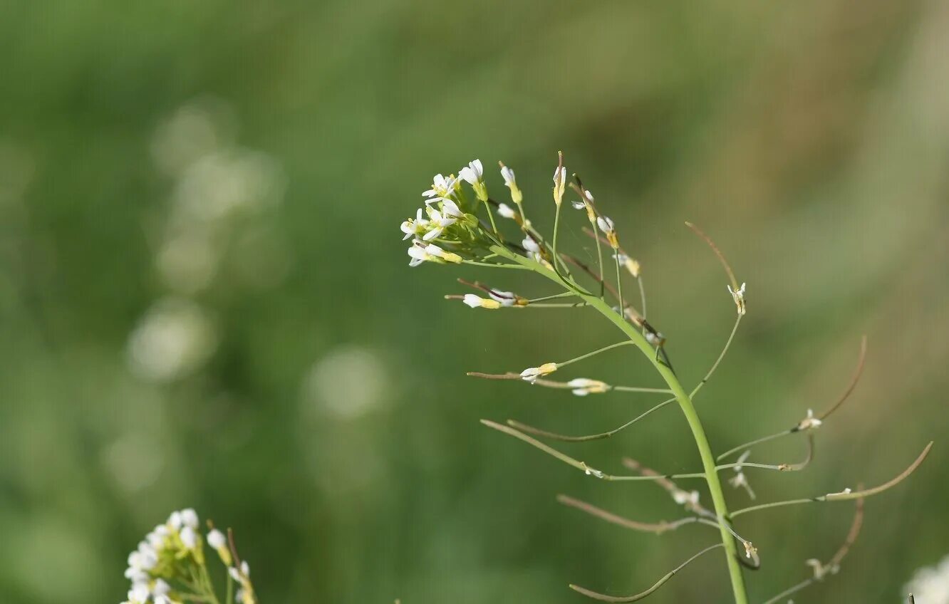 Какое растение первое зацвело в космосе. Резушка Таля (Arabidopsis thaliana). Резуховидка Таля. Резуховидка (Резушка) Таля.. Арадибопсис Таля.