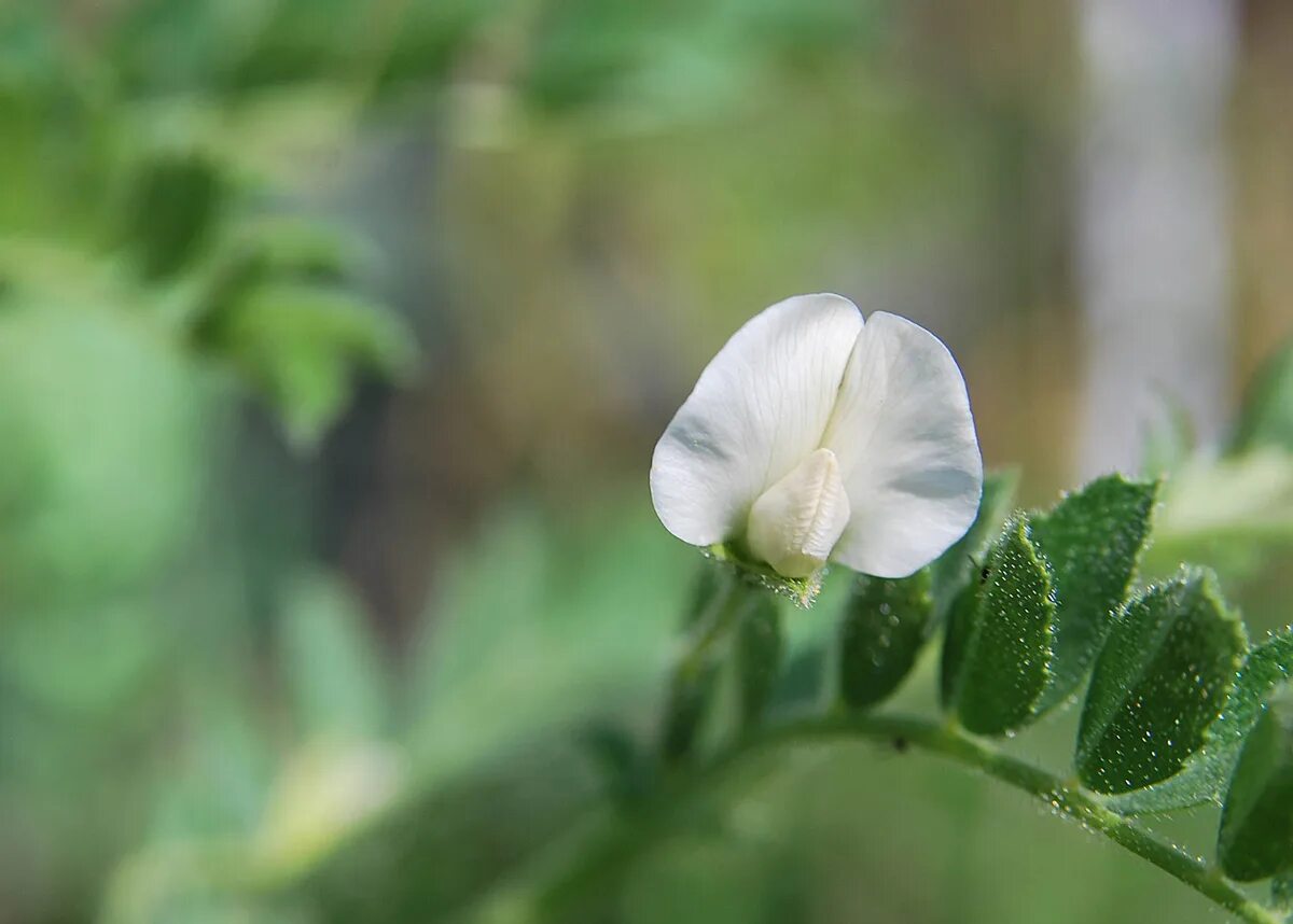 Горох нут растение. Нут растение цветение. Pisum sativum - горох посевной. Нут соцветие.