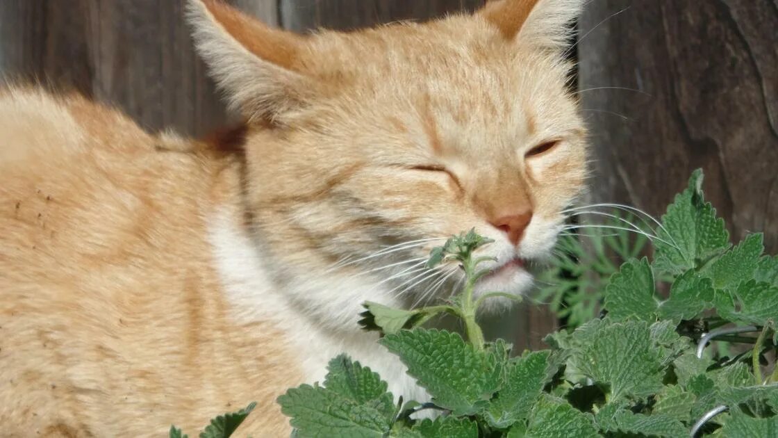 Для чего кошачья мята котам. Catnip Кошачья мята. Котовник кошачий (Nepeta cataria). Котовник и кошка. Вьюнок Кошачья мята.