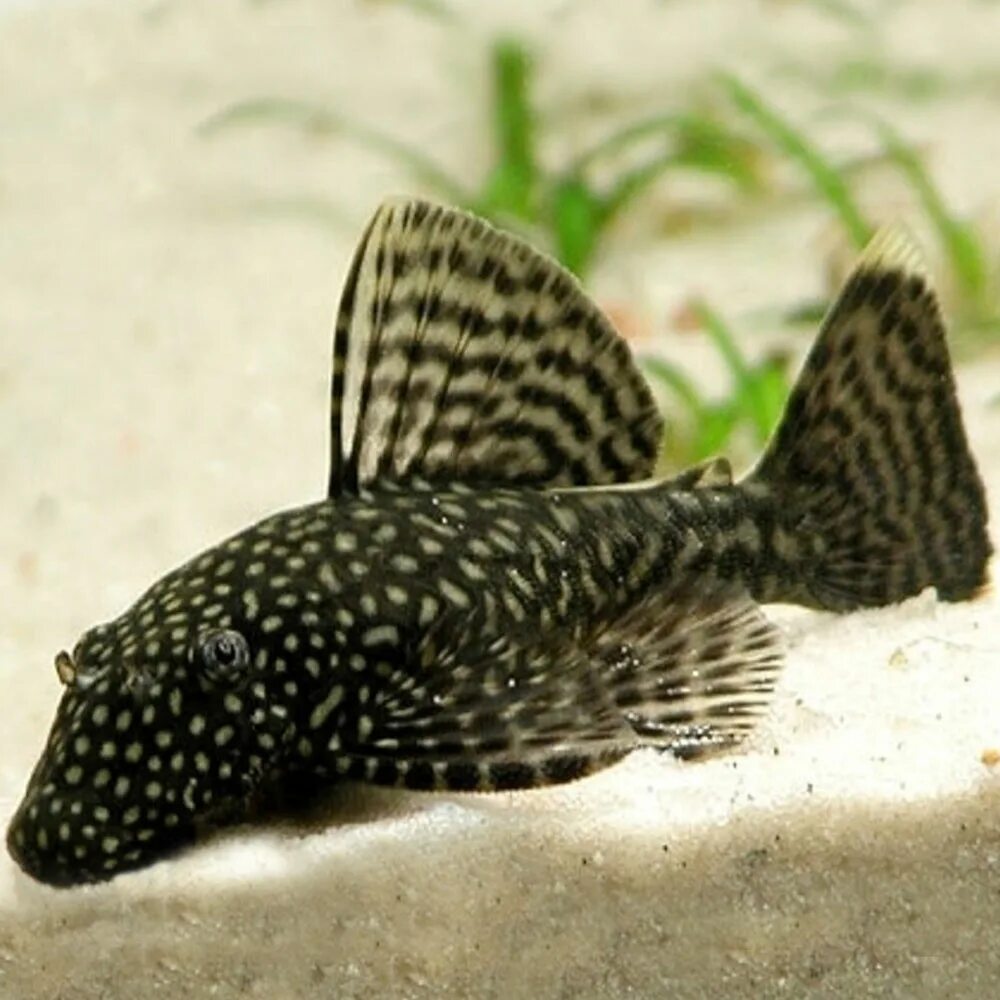 Сом анциструс фото. Анциструс (сомик). Сом анциструс фото. Анциструс l181. Сомик-анцистр.