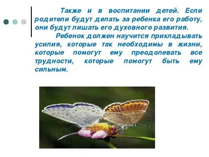 Притча про бабочку