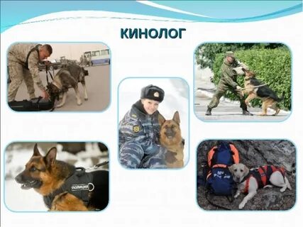 Служебные собаки детям