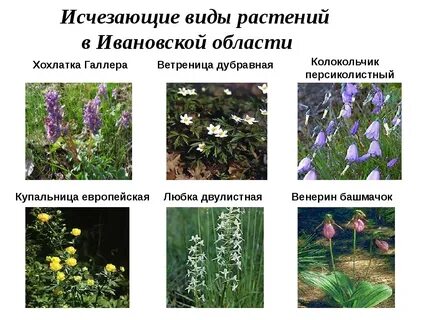 Какие растения есть в твоем регионе