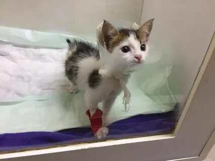 Кот редко ходит по большому