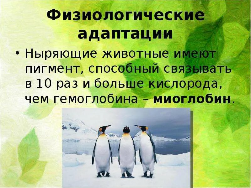 Особенности физиологической адаптации. Физиологические адаптации презентация. Физиологические адаптации презентация 9 класс. Животные с физиологической адаптацией. Адаптация это 9 класс.