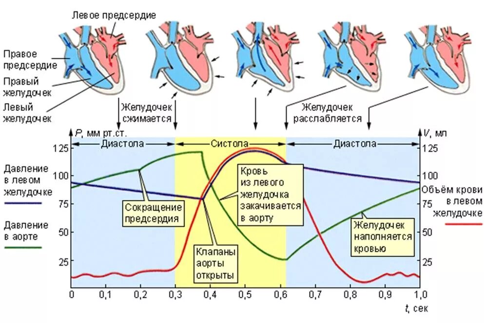 Фазы сердечного цикла систола и диастола. Гемодинамика сердца систола и диастола. Систолы желудочков сердечного цикла. Схема систолы и диастолы сердца. Систола левого предсердия