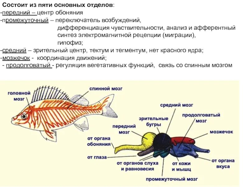 Головной мозг рыбы состоит из отделов. Тело рыбы состоит из отделов. Органы нервной системы у рыб. Органы обоняния у рыб. Органы слуха у рыб находятся