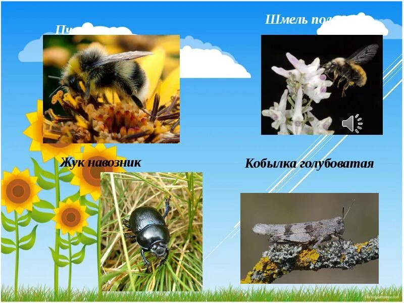 Луг царство цветов и насекомых 3. Животные насекомые и растения луга. животные луга презентация 4 класс. шмель навозник. луг растения и животные 4 класс.