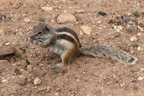 Download free HD stock image of Squirrel Chipmunk.