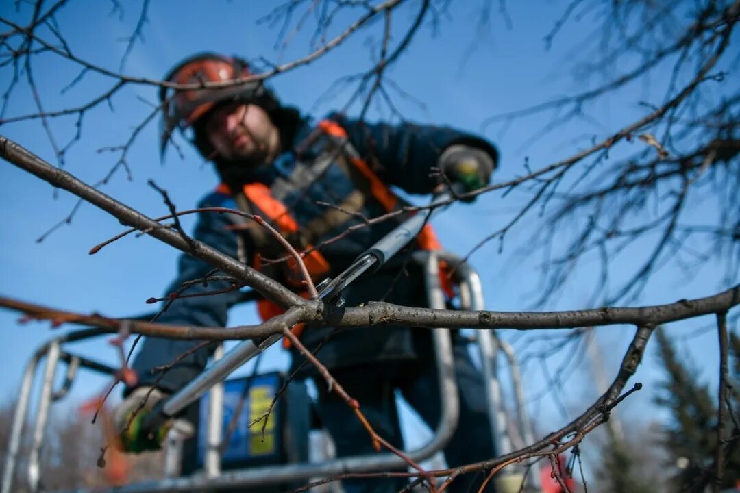 Мастер по обрезке деревьев. Санитарная обрезка деревьев. обрезка деревьев на высоте. обрезка деревьев фото. сильная обрезка деревьев.