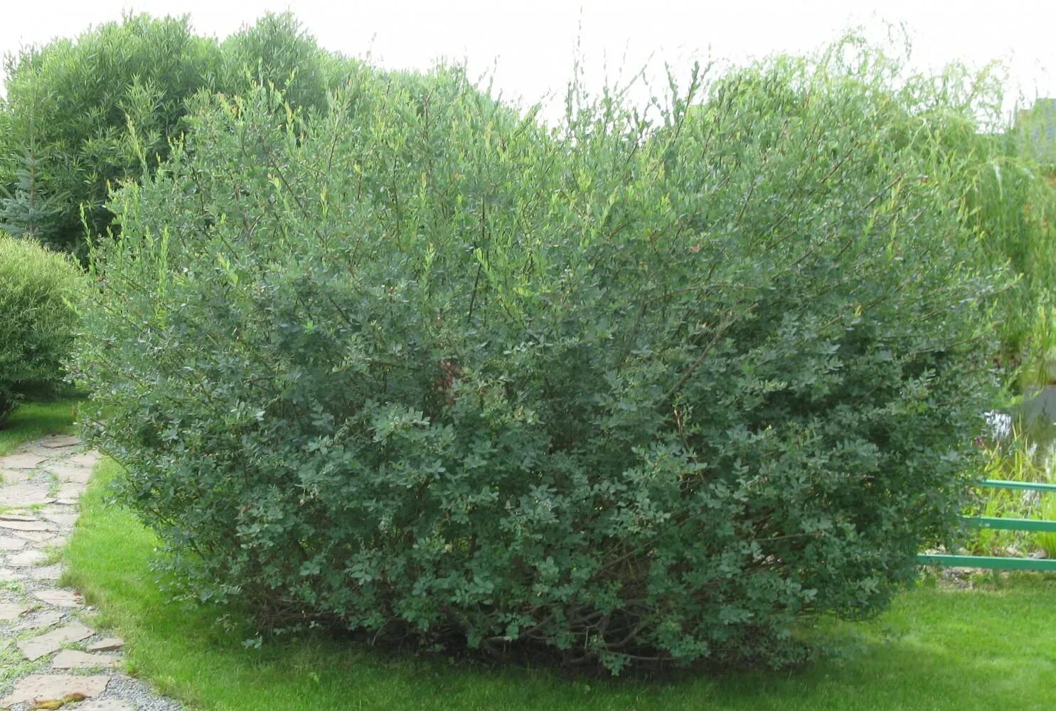 Кустарник похож. Ива черничная salix myrtilloides. ива кустарниковая шаровидная. ива пурпурная (шаровидная) &quot;nana&quot; (&quot;нана&quot;). ива каспийская шаровидная.
