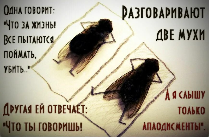 Как ни старайся. Встречаются две мухи. Когда день мухи. Разговаривают две мухи одна говорит.