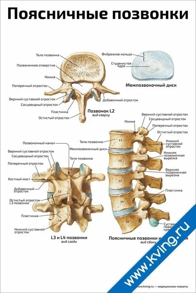 Строение позвонка l4. Шейный отдел позвонка спинной позвоночник. Анатомия позвоночного столба. Поясничный позвонок вид сбоку. Строение поясничного отдела человека.