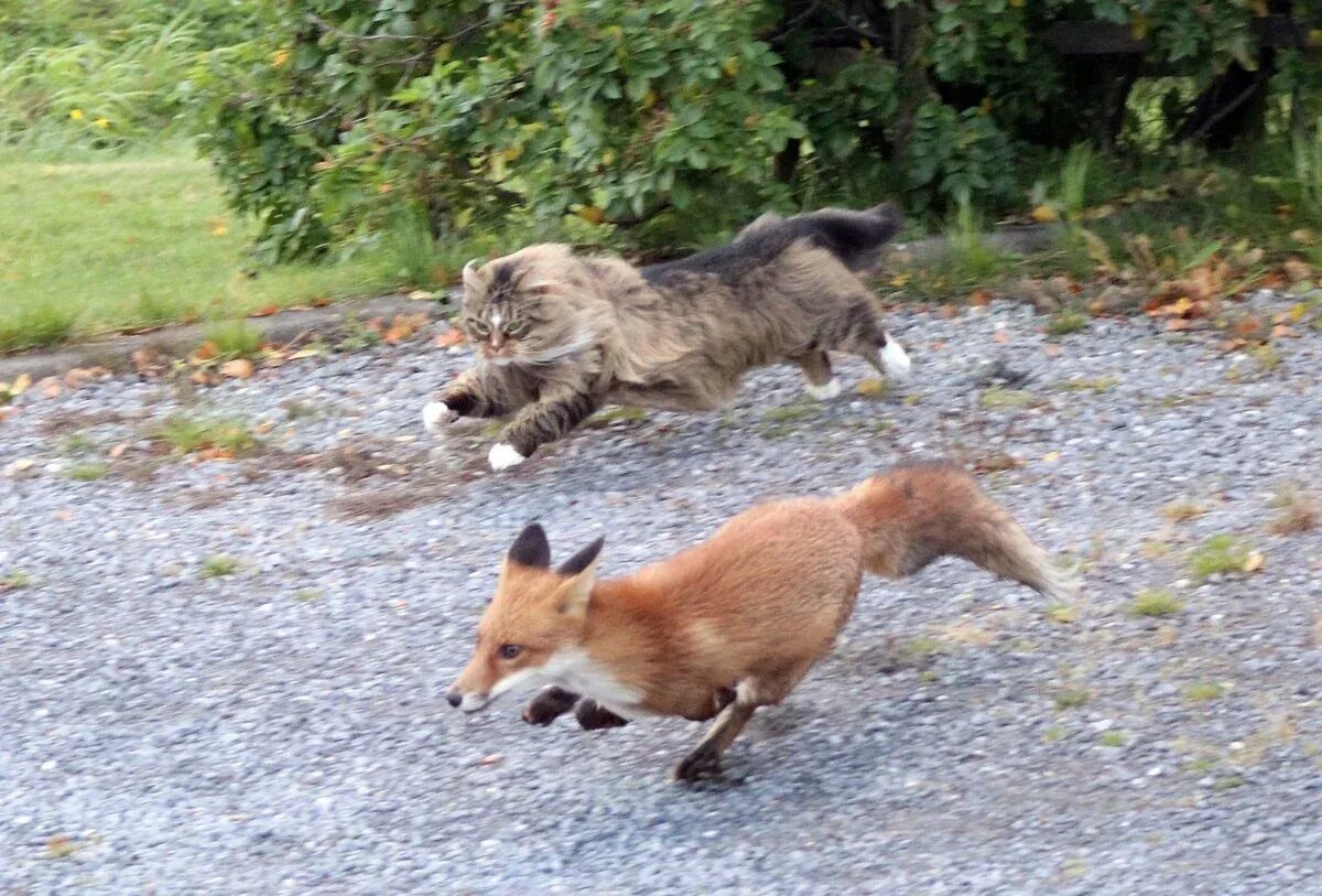 Гнаться вид. Лиса убегает. Кот и лиса. Кот прогоняет лису. Кот сражается с лисой.