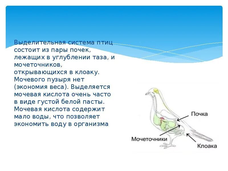 Копчиковая железа птиц обеспечивает. Выделительная система птиц. Выделительная система птиц в птице. Мочевая кислота у птиц. Строение выделительной системы птиц.