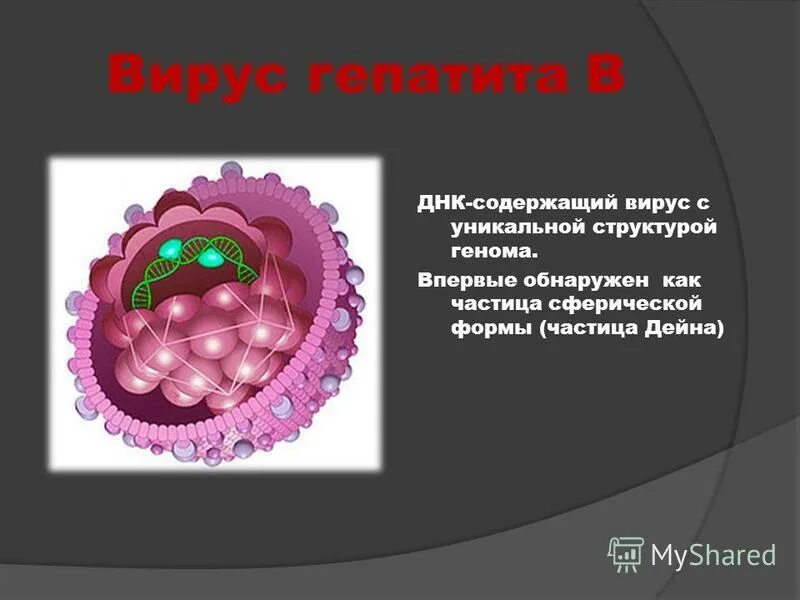 днк гепатита в. взаимодействие вируса с клеткой. днк гепатита в. днк гепатита в. днк гепатита в.
