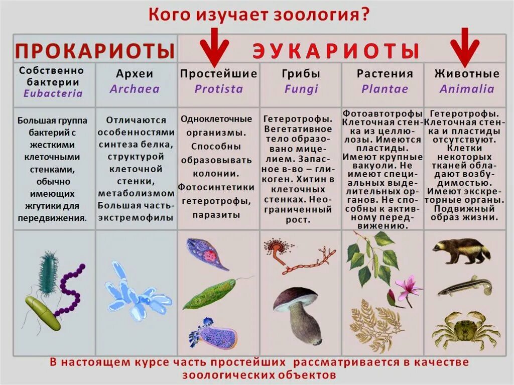 Эукариоты примеры. Прокариоты и эукариоты примеры. Представители эукариотов. Представители прокариот. Название группы организмов бактерии