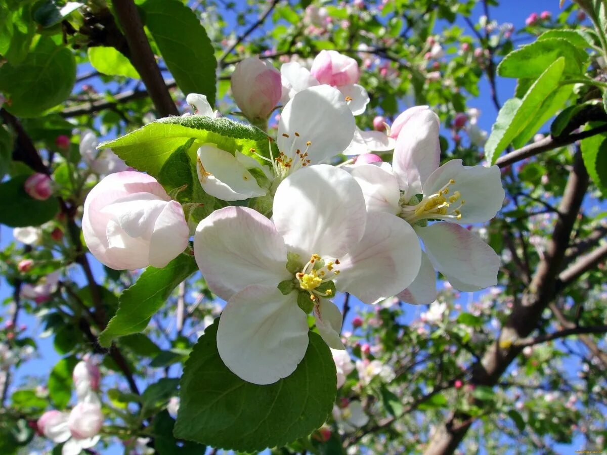 Картинки яблоневый цвет. Яблоня Сиверса. Яблоня Сиверса цветок. Яблоня камео. Яблоневый цвет (Malus domestica).