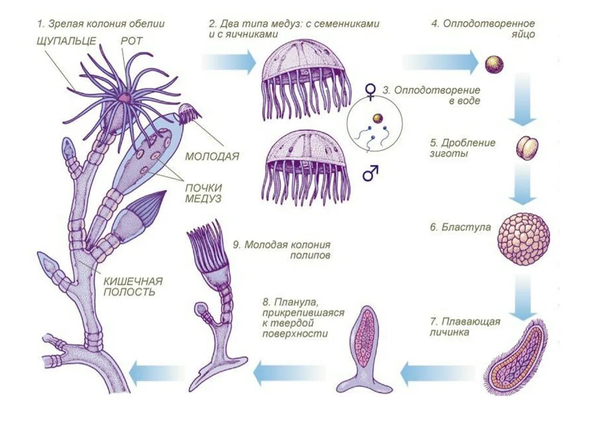 Цикл развития гидроидной медузы обелии. Жизненный цикл ГИДРОИДА Aurelia. Жизненный цикл ГИДРОИДА обелии. Размножение гидроидных кишечнополостных.