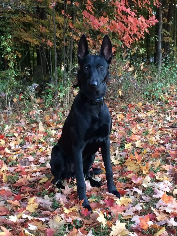 Chien Policier Belgian Malinois - Reidsville, NC