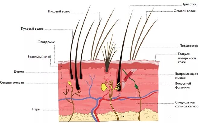 Структура шерсти собак. Структура собачьей шерсти. Строение кожи волосяного Покрова. Кожный Покров млекопитающих схема.