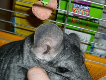 Уши шиншиллы
