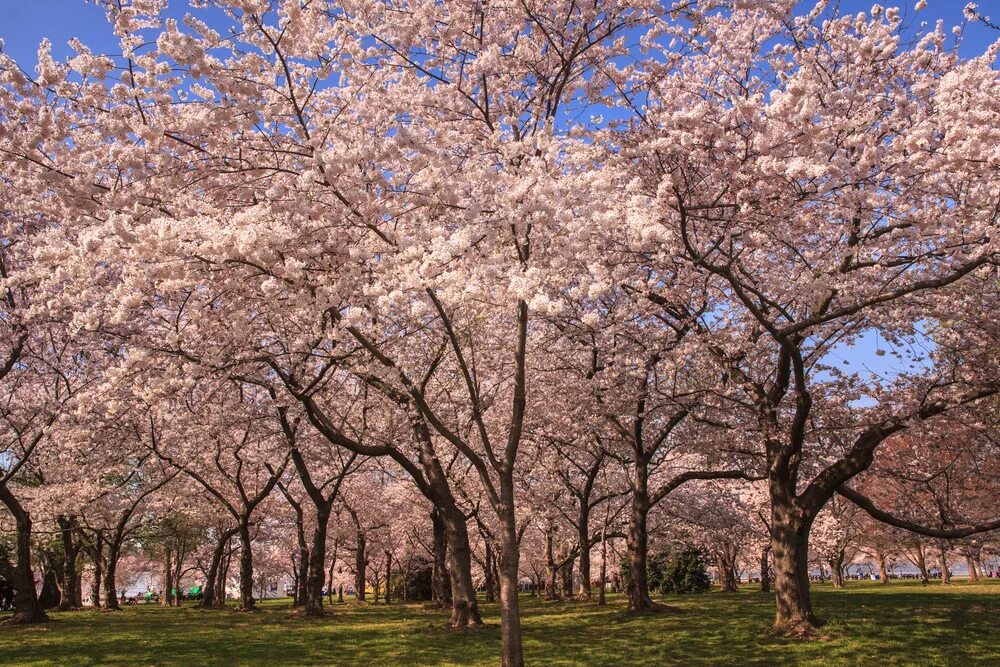 Сакура бассейн. Вишневые деревья в Вашингтоне. Вишнёвые деревья в National Mall. Cherry Trees in Full Bloom. Картина Вашингтон и Вишневое дерево.