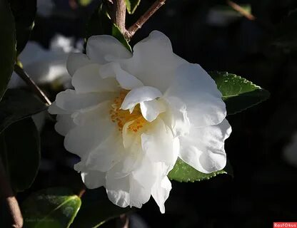 Белая камелия